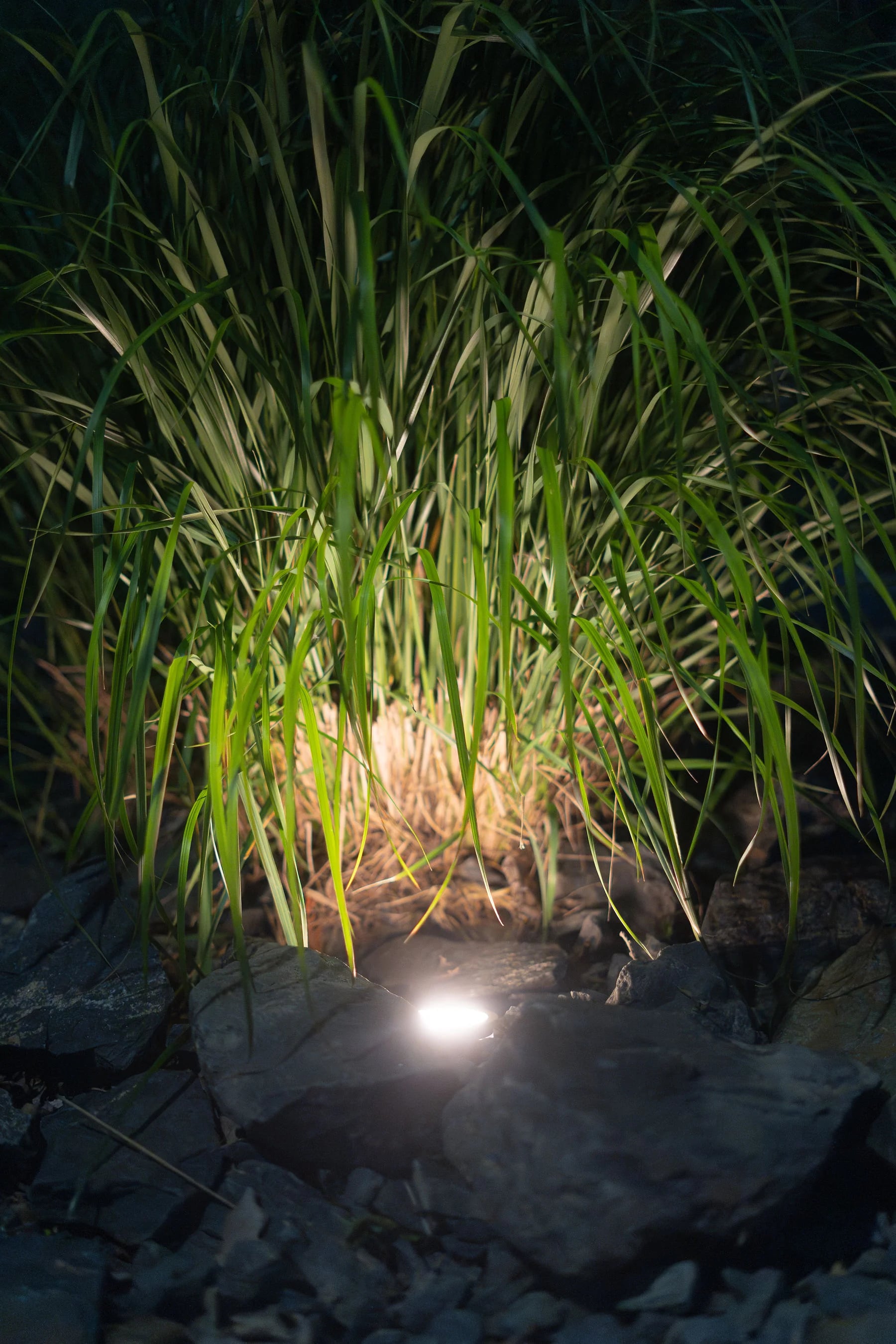 Gallery image 6 for Landscape Lighting – East Kildonan
